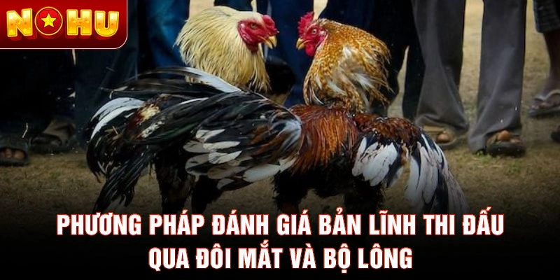 Phương pháp đánh giá bản lĩnh thi đấu qua đôi mắt và bộ lông